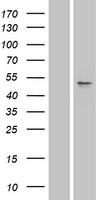 SLC10A3 Human Over-expression Lysates NM_019848