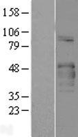 COLQ Human Over-expression Lysates NM_005677