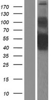 COLQ Human Over-expression Lysates NM_080539