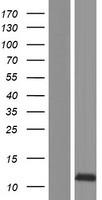 Stannin (SNN) Human Over-expression Lysates NM_003498