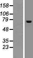 ls008309 acox2 human over expression lysates nm 003500 wb testing 1