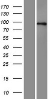 Axin 1 (AXIN1) Human Over-expression Lysates NM_003502
