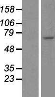 ls008317 cdc7 human over expression lysates nm 001134419 wb testing 2