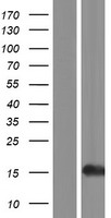 HIST1H2AK (HIST1H2AI) Human Over-expression Lysates NM_003509
