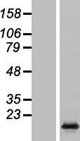 ls008334 h2ac6 human over expression lysates nm 003512 wb testing 1