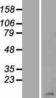 ls008341 h2bc15 human over expression lysates nm 003520 wb testing 1