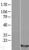H2BC14 Human Over-expression Lysates NM_003521