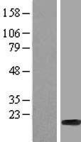 H2BC7 Human Over-expression Lysates NM_003522