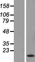 H2BC4 Human Over-expression Lysates NM_003526