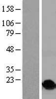ls008348 h2bc17 human over expression lysates nm 003527 wb testing 1