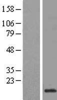 ls008351 h3fb hist1h3d human over expression lysates nm 003530 wb testing 1