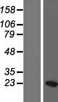 ls008352 h3fc hist1h3c human over expression lysates nm 003531 wb testing 1