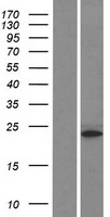 ls008354 h3ff hist1h3i human over expression lysates nm 003533 wb testing 1