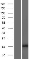 ls008358 h3fl hist1h3b human over expression lysates nm 003537 wb testing 1