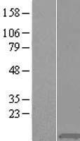 ls008359 h4c1 human over expression lysates nm 003538 wb testing 1
