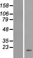 ls008360 h4c4 human over expression lysates nm 003539 wb testing 1