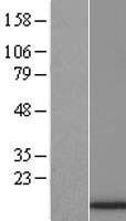 ls008361 h4c6 human over expression lysates nm 003540 wb testing 1