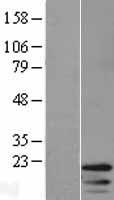 ls008365 h4c8 human over expression lysates nm 003543 wb testing 1