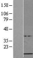 ls008366 h4c2 human over expression lysates nm 003544 wb testing 1