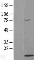 ls008370 h4c14 human over expression lysates nm 003548 wb testing 1