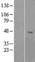 OR1G1 Human Over-expression Lysates NM_003555