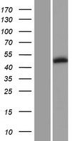 PIP5K2 beta (PIP4K2B) Human Over-expression Lysates NM_003559