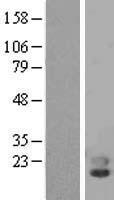 PLA2G10 Human Over-expression Lysates NM_003561
