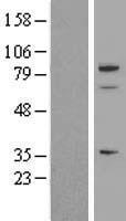 ls008404 sparcl1 human over expression lysates nm 001128310 wb testing 1