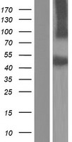 SRPX Human Over-expression Lysates NM_001170751