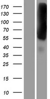 EEA1 Human Over-expression Lysates NM_003566