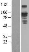 ls008412 bcar3 human over expression lysates nm 003567 wb testing 1