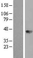BBOX1 Human Over-expression Lysates NM_003986