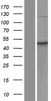 MST3 (STK24) Human Over-expression Lysates NM_001032296