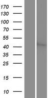MST3 (STK24) Human Over-expression Lysates NM_003576