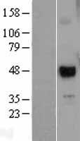 ls008433 utf1 human over expression lysates nm 003577 wb testing 1