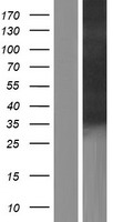 CAVIN2 Human Over-expression Lysates NM_004657