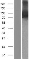 RASAL1 Human Over-expression Lysates NM_001193520