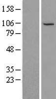 NSMAF Human Over-expression Lysates NM_003580