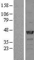 Nck beta (NCK2) Human Over-expression Lysates NM_003581
