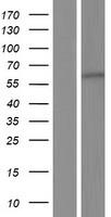 DYRK2 Human Over-expression Lysates NM_003583