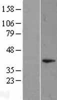 ls008446 dusp11 human over expression lysates nm 003584 wb testing 1