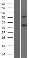 ls008447 doc2b human over expression lysates nm 003585 wb testing 1