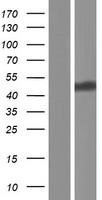 ls008448 doc2a human over expression lysates nm 003586 wb testing 1