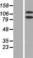 DHX16 Human Over-expression Lysates NM_003587