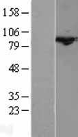 Cullin 3 (CUL3) Human Over-expression Lysates NM_003590