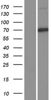 Cullin 1 (CUL1) Human Over-expression Lysates NM_003592