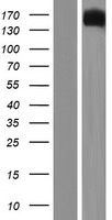 ls008455 attractin atrn human over expression lysates nm 139322 wb testing 1