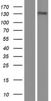 TTF2 Human Over-expression Lysates NM_003594