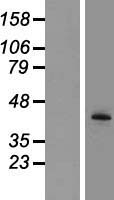 TPST2 Human Over-expression Lysates NM_003595