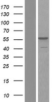SORBS2 Human Over-expression Lysates NM_001145675